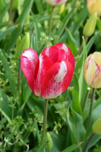 Tulip red flower