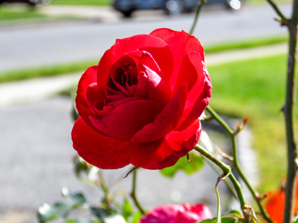 Rose flower