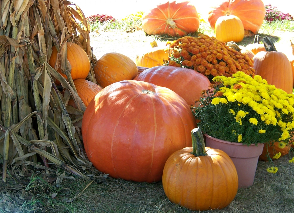Autumn fall halloween