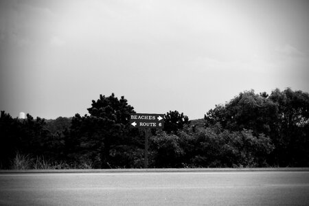 Beaches trees black and white
