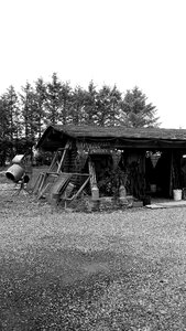 Sepia plant nursery garden