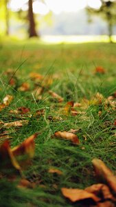Green nature meadow