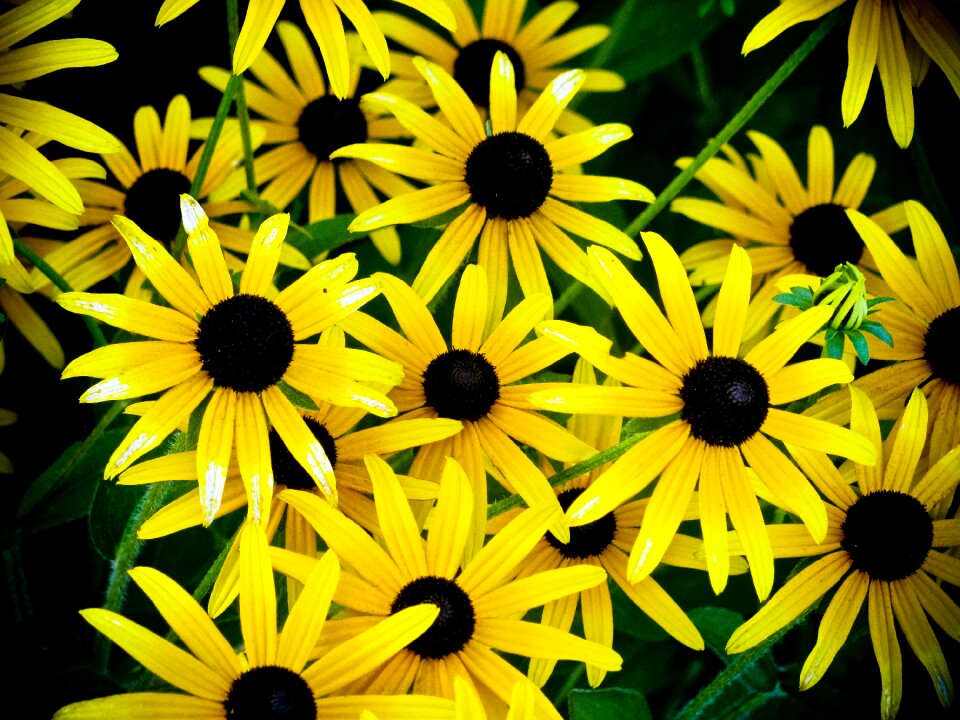 Nature summer plants
