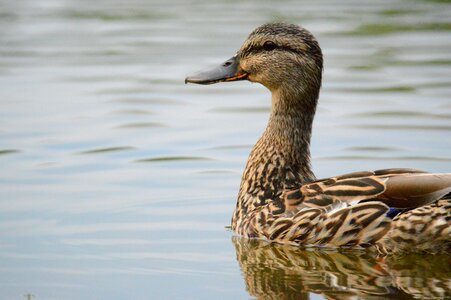 Water animal photo