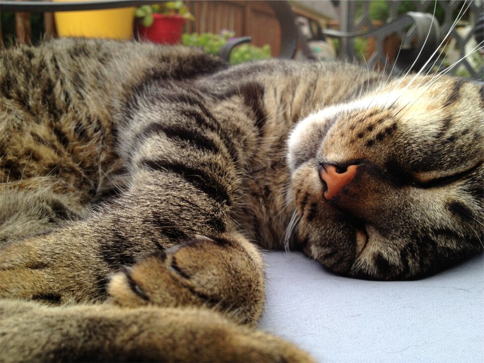 Animal brown sleeping