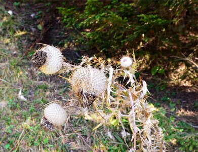 Flora weed nature photo