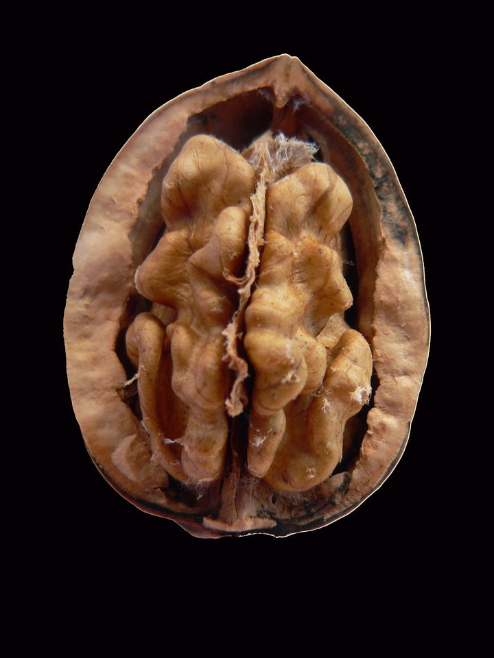 Edible nut food