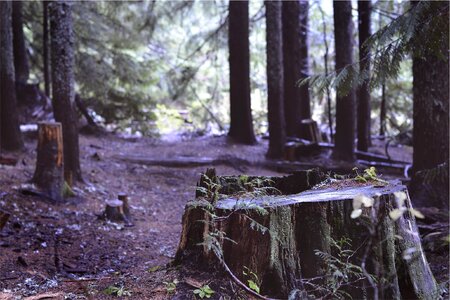Woods nature sticks