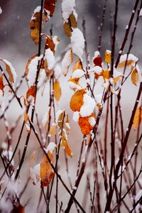 Leaves snow