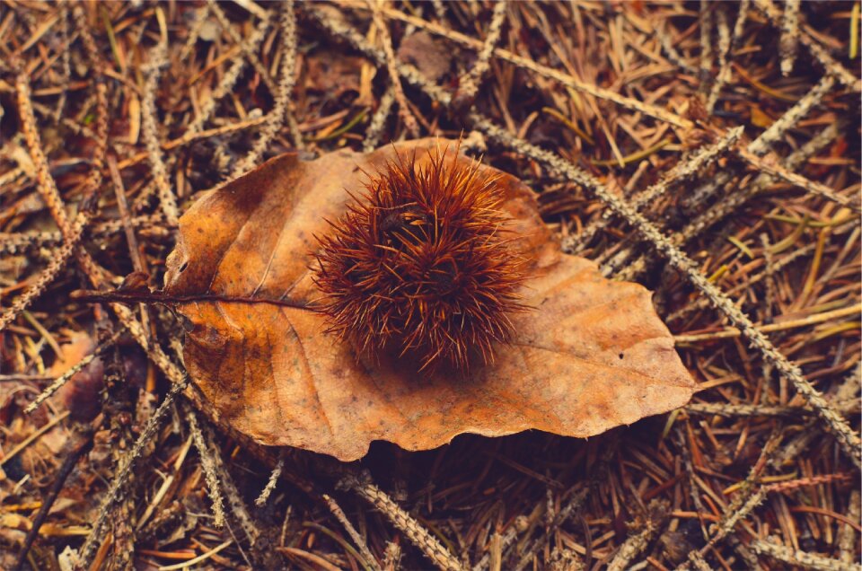 Sticks nature photo