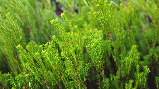 Environment evergreen nature