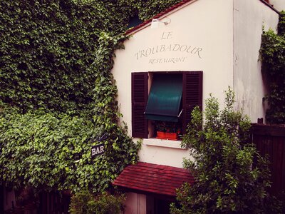 Vines leaves window