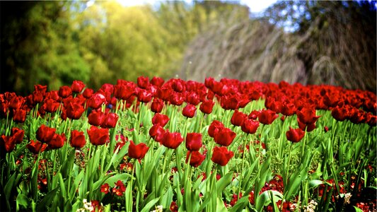 Flowers garden