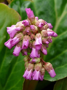 Saxifragaceae blumel bloom plant