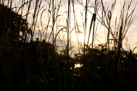Nature summer black grass