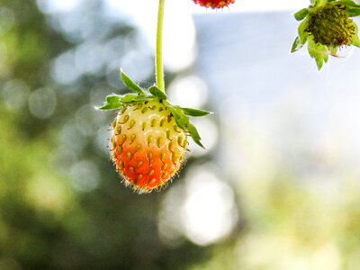 Unripe green plant
