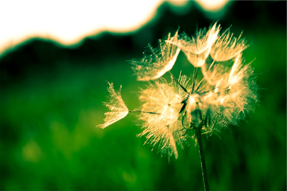 White nature summer