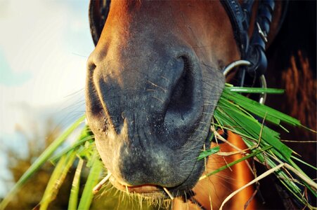 Grass animal