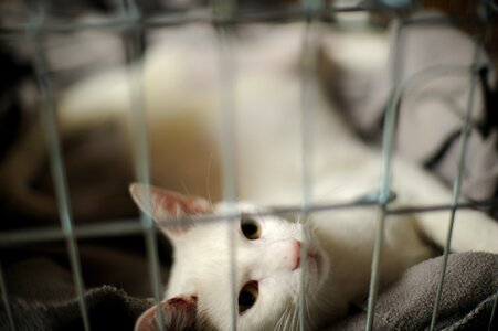Prison white cat damage