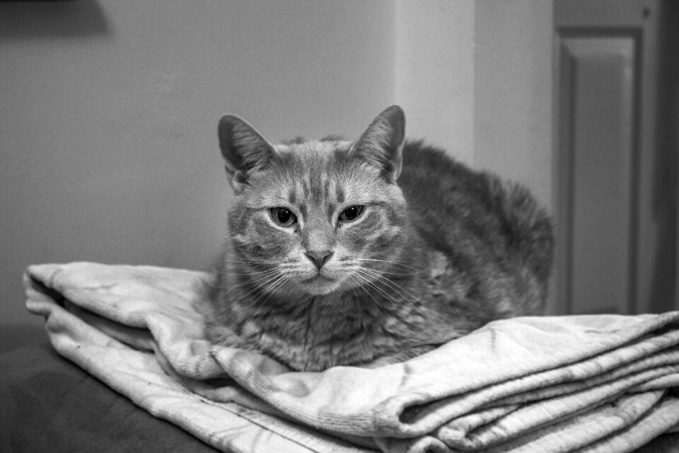 Animal black and white
