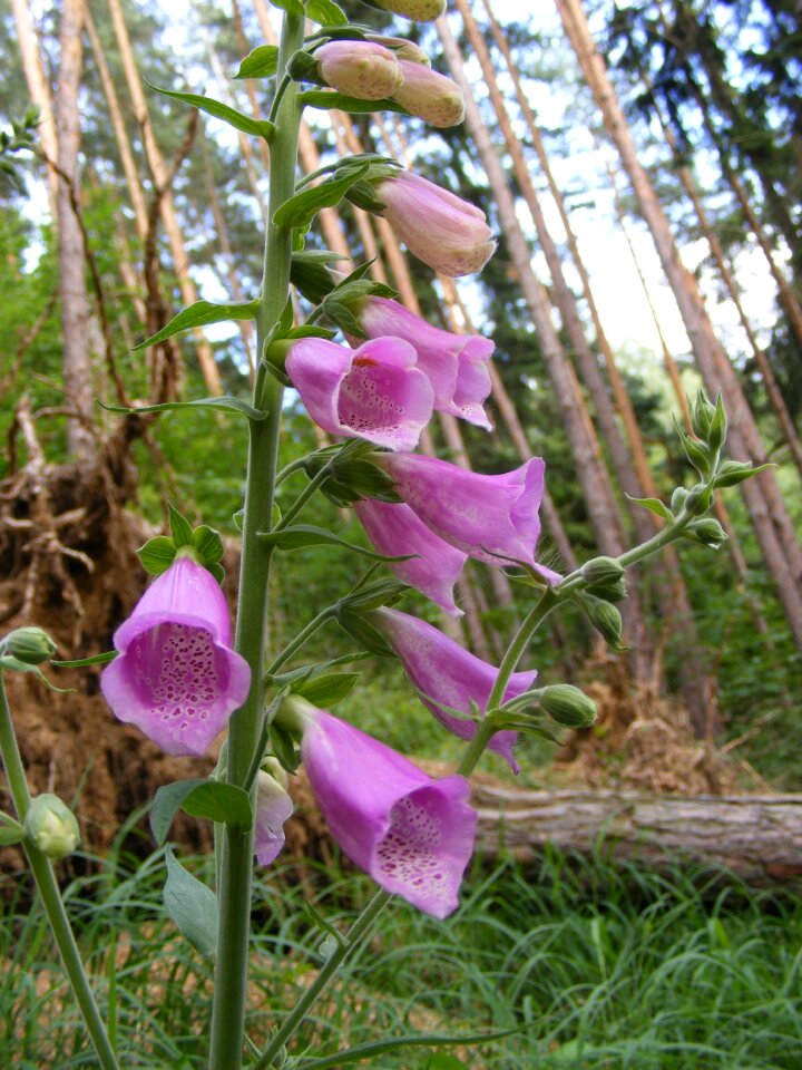 Forest forest flower summer