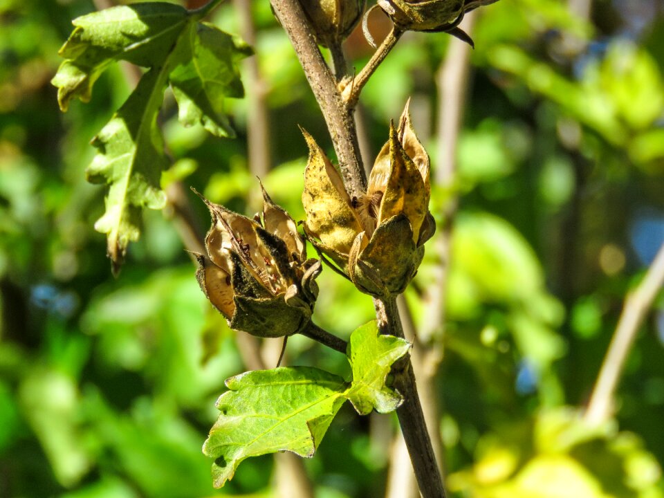 Seeds nature