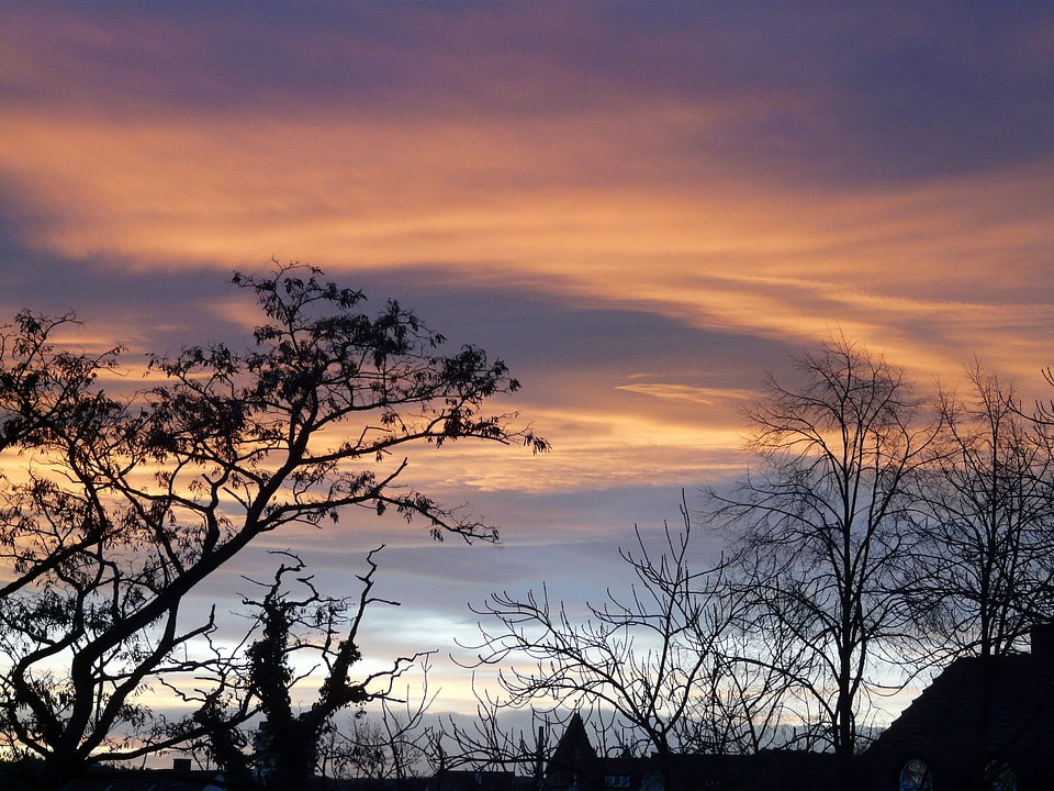 Afterglow tree abendstimmung