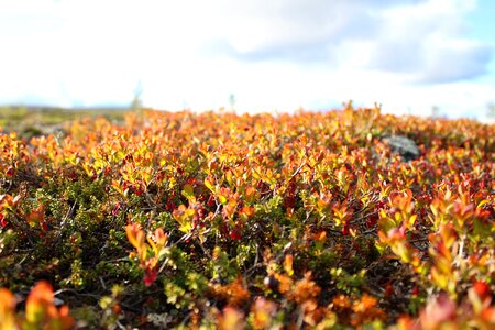 Lingonberry plants