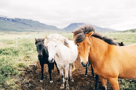 Hair farm dirt