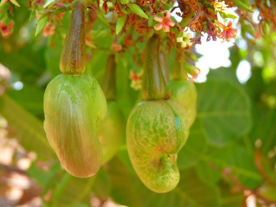 Cashew cores plant nut