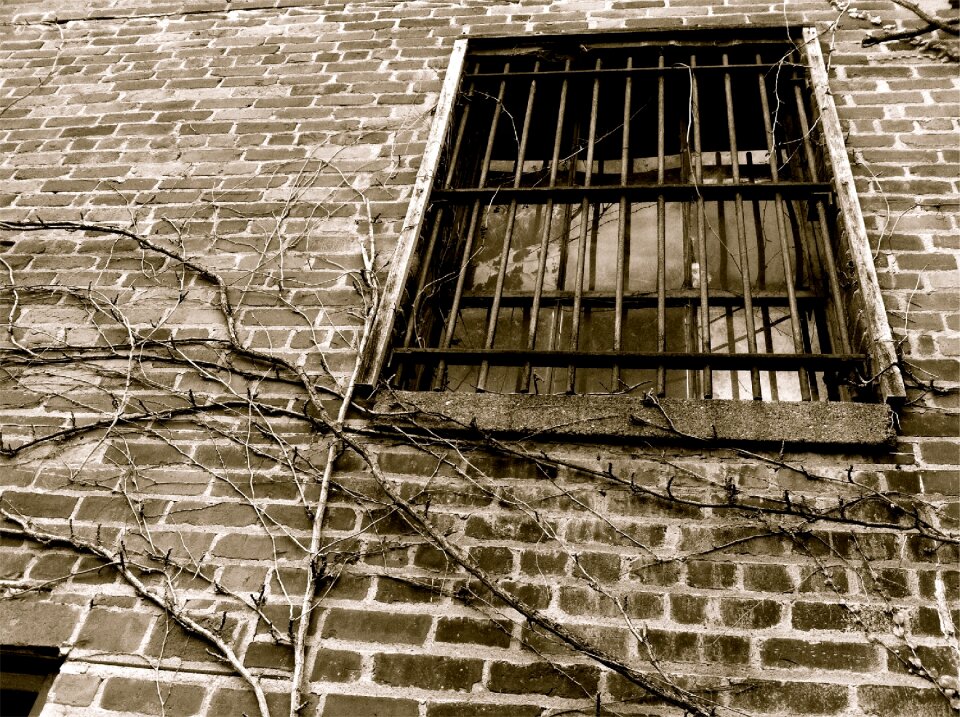 Wall vines