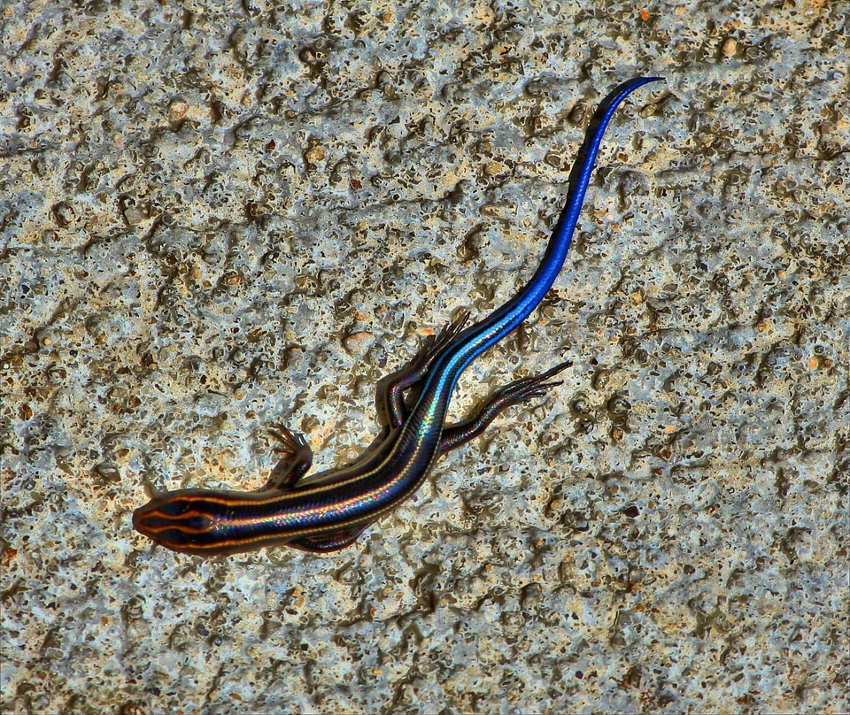 Eumeces faciatus reptile animal
