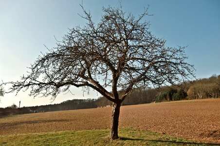 Aesthetic edge of the woods arable