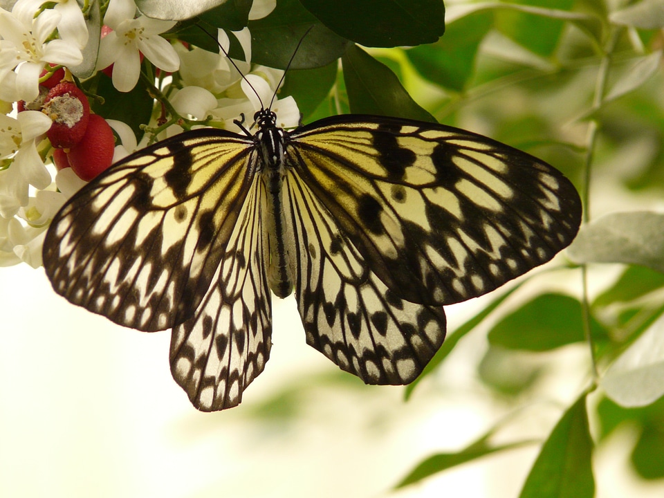 White butterflies black drawing