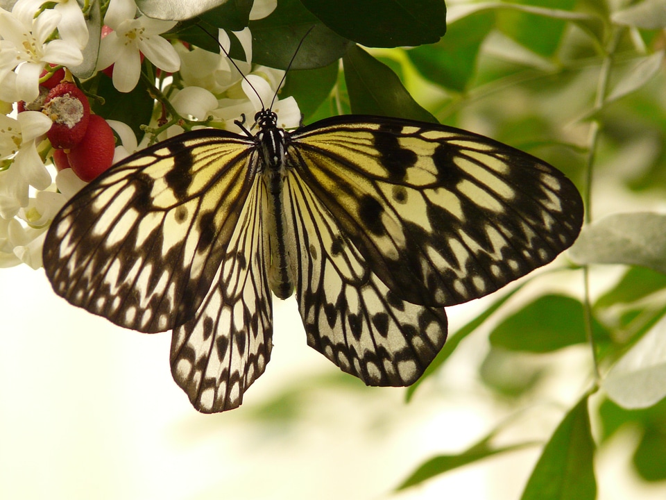 White butterflies black drawing photo