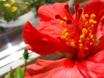 Red stamen pistil