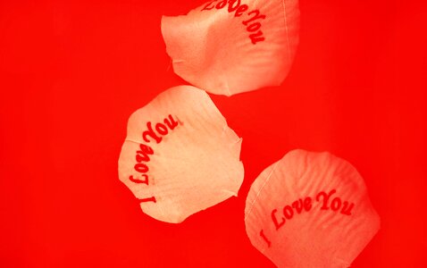 Valentines red red love