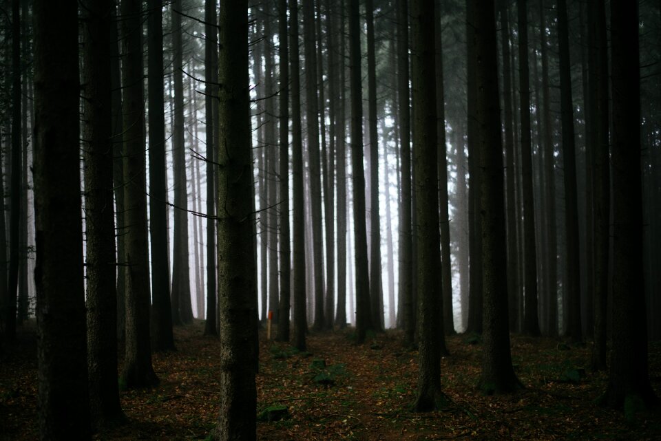 Dark fog