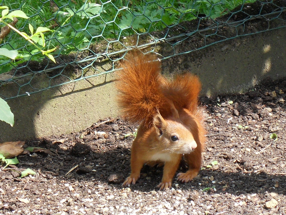 Squirrel animals garden
