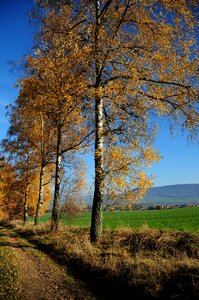 Autumn leaves sunny