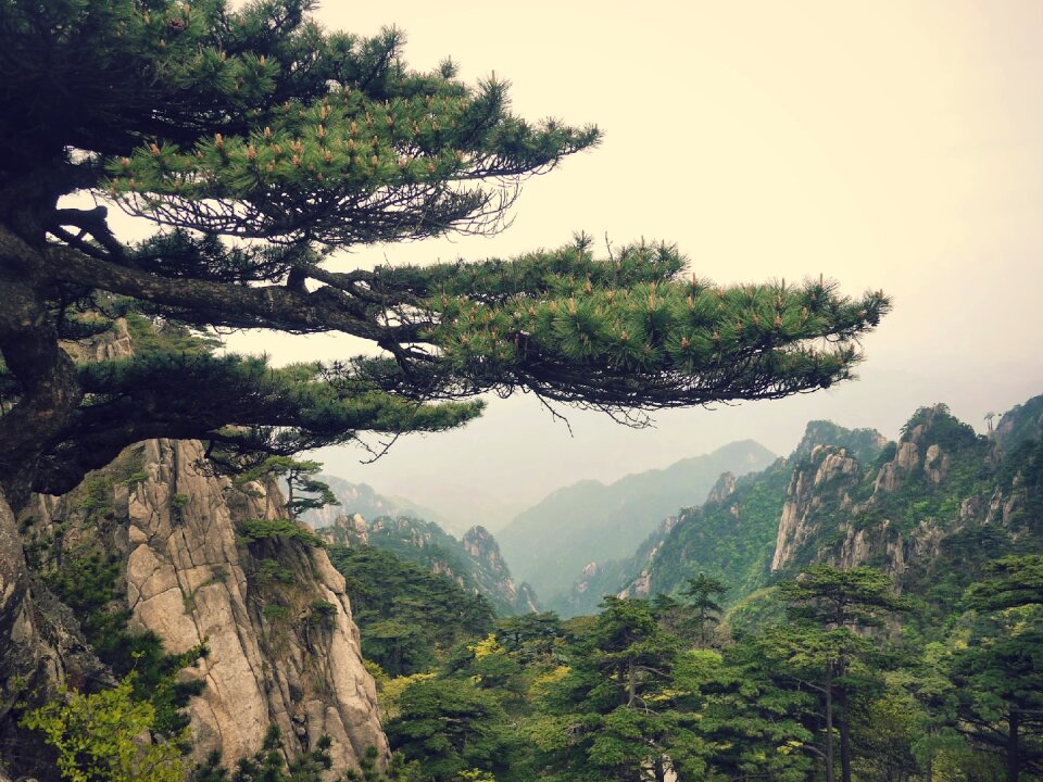 China pine