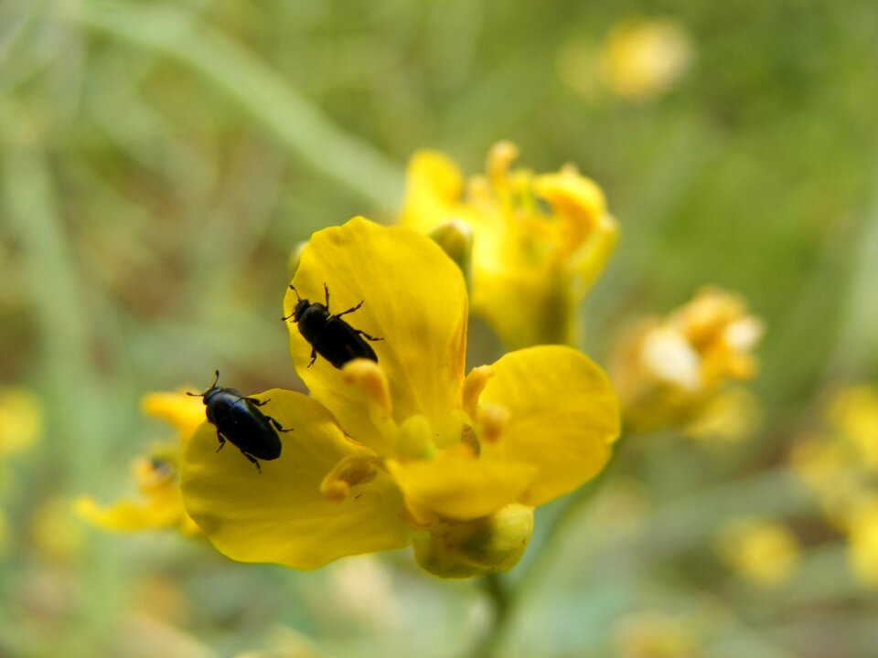 Beetle flower yellow