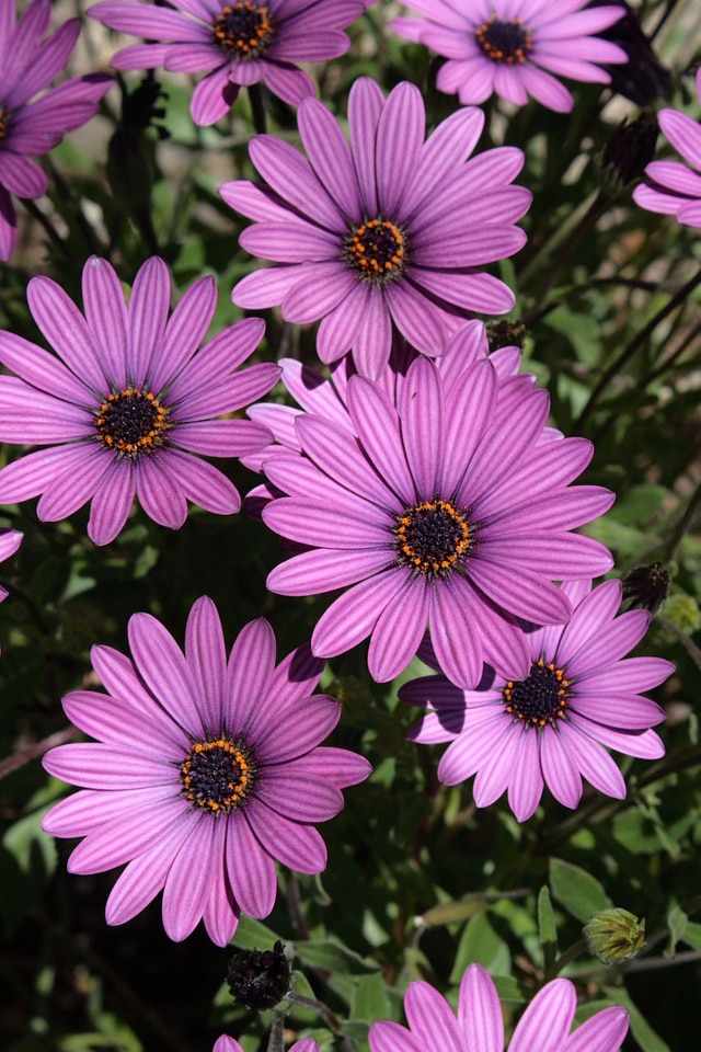 Blossom flower nature