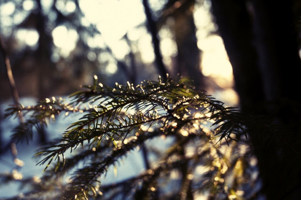 Cold landscape trees