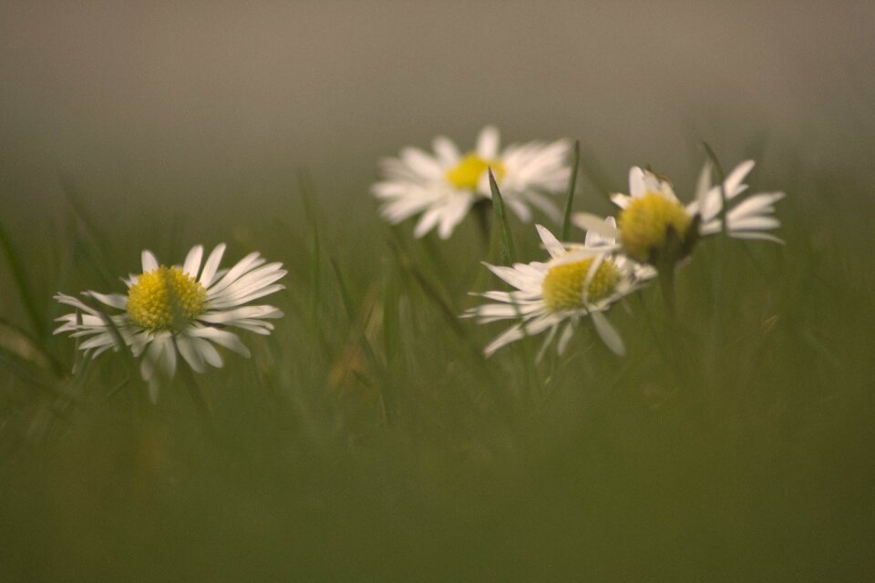 Flowers spring meadow