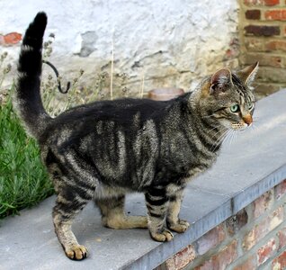 Kitty cute domestic