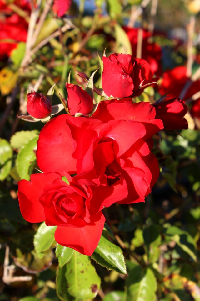 Love romance romantic