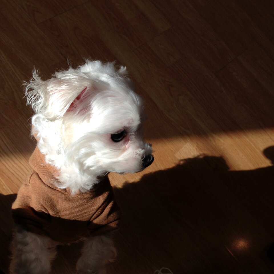 Maltese dog puppy
