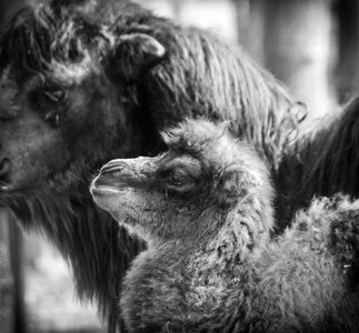 Newbie animal animals