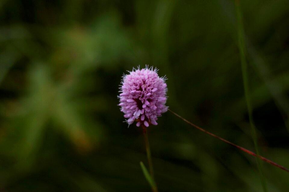 Summer garden flower bloom